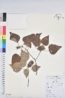 白背葉藏品圖，第1張