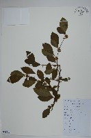 鼠李冬青、滿樹星藏品圖，第1張