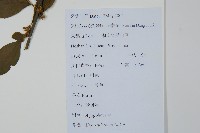 鼠李冬青、滿樹星藏品圖，第2張
