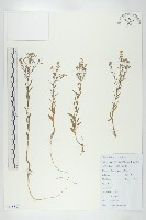 獨行菜藏品圖，第1張