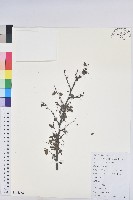 青灰葉下珠藏品圖，第1張