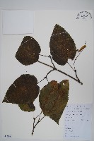 青榨槭藏品圖，第1張