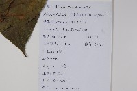 青榨槭藏品圖，第2張