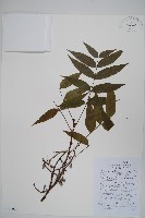 黃連木、爛心木藏品圖，第1張