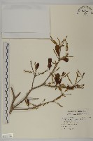 小葉欖仁、非洲欖仁樹藏品圖，第1張