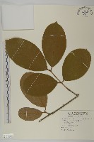 訶梨勒、訶子藏品圖，第1張