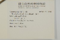 訶梨勒、訶子藏品圖，第2張