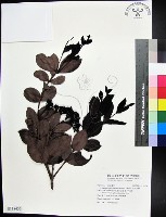 疏脈赤楠藏品圖，第1張