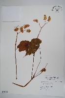 登錄號:S118466藏品圖，第1張