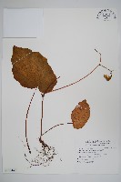 坪林秋海棠藏品圖，第1張