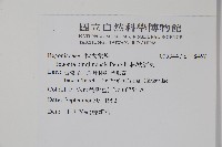 坪林秋海棠藏品圖，第2張