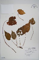 坪林秋海棠藏品圖，第1張