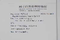 坪林秋海棠藏品圖，第2張