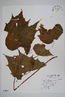 南投秋海棠藏品圖，第1張