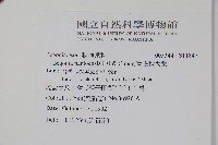 南投秋海棠藏品圖，第2張