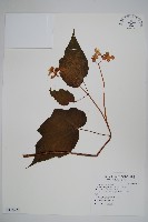 坪林秋海棠藏品圖，第1張