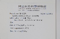 坪林秋海棠藏品圖，第2張