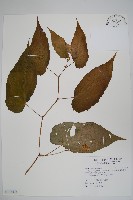 藤枝秋海棠藏品圖，第1張