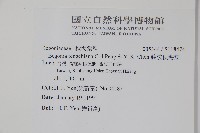 藤枝秋海棠藏品圖，第2張