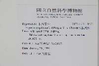 藤枝秋海棠藏品圖，第2張