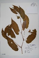 藤枝秋海棠藏品圖，第1張