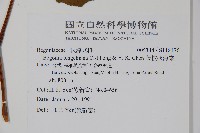 藤枝秋海棠藏品圖，第2張