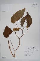 霧台秋海棠藏品圖，第1張