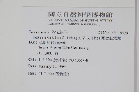 霧台秋海棠藏品圖，第2張