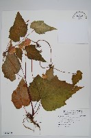 岩生秋海棠藏品圖，第1張