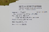 岩生秋海棠藏品圖，第2張