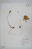 岩生秋海棠藏品圖，第1張