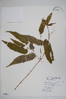 臺灣秋海棠藏品圖，第1張