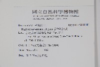 臺灣秋海棠藏品圖，第2張