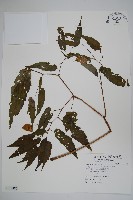 臺灣秋海棠藏品圖，第1張