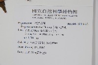 臺灣秋海棠藏品圖，第2張