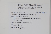 臺灣秋海棠藏品圖，第2張