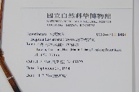 臺灣秋海棠藏品圖，第2張