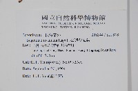 臺灣秋海棠藏品圖，第2張