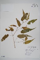 臺灣秋海棠藏品圖，第1張