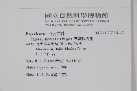 臺灣秋海棠藏品圖，第2張