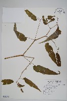 臺灣秋海棠藏品圖，第1張