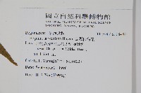 臺灣秋海棠藏品圖，第2張