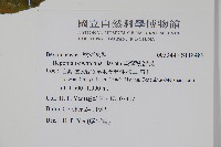 臺灣秋海棠藏品圖，第2張