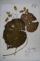 溪頭秋海棠藏品圖，第1張