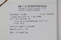 溪頭秋海棠藏品圖，第2張