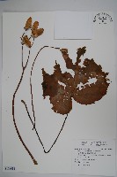 溪頭秋海棠藏品圖，第1張