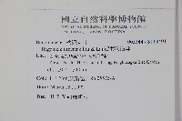 溪頭秋海棠藏品圖，第2張