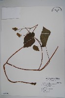 溪頭秋海棠藏品圖，第1張