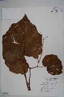 溪頭秋海棠藏品圖，第1張