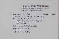 溪頭秋海棠藏品圖，第2張